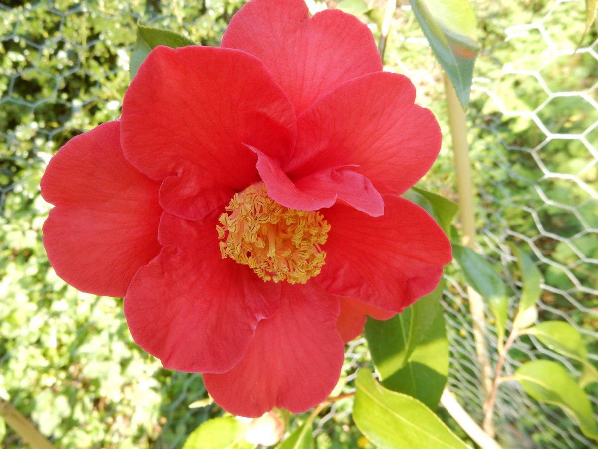 chekiangoleosa seedling